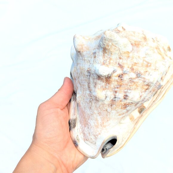 Large natural Horned King Helmet Conch Shell aquarium nautical bathroom decor - Picture 8 of 9